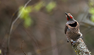 Flicker in the Wind