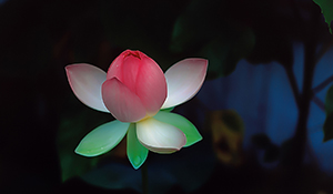 Lotus Emerging